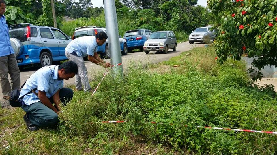 Awas Rumpai Miang  Mexico Boleh Sebabkan Alahan KKM 