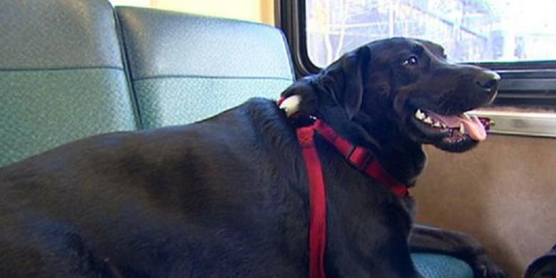Anjing Naik Bas Untuk Pergi Bersiar Ke Taman Setiap Hari 