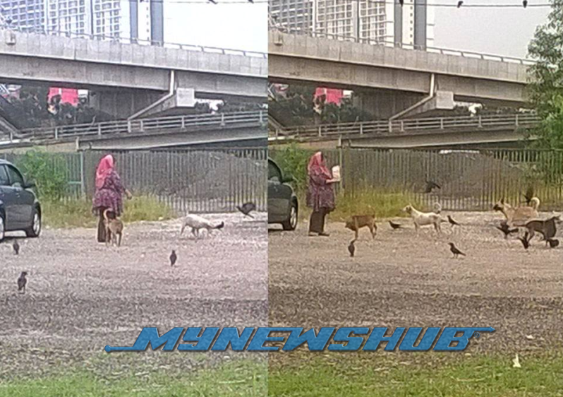 Wanita Beri Makan Kepada Anjing Dan Kucing Jadi Viral