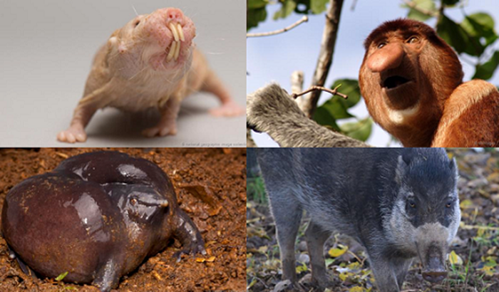 haiwan yang diancam kepupusan