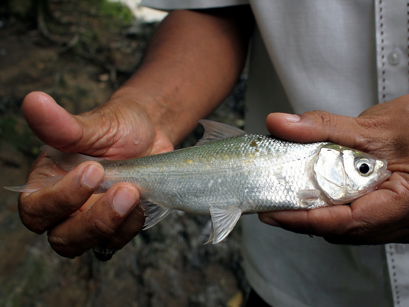  Ikan Loma  Sungai Rui Diancam Sisa Perlombongan