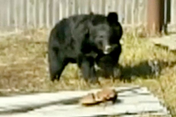 Bear-attacked-two-boys-6-Stas-Nagornov-and-Nikita-Nikonov (2)