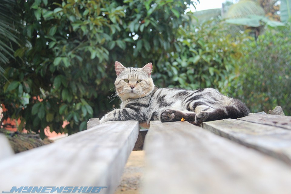 Memek Muka Selamba Jadikan Jep 'Selebriti' Kucing Memek Muka Selamba Jadikan Jep 'Selebriti' Kucing