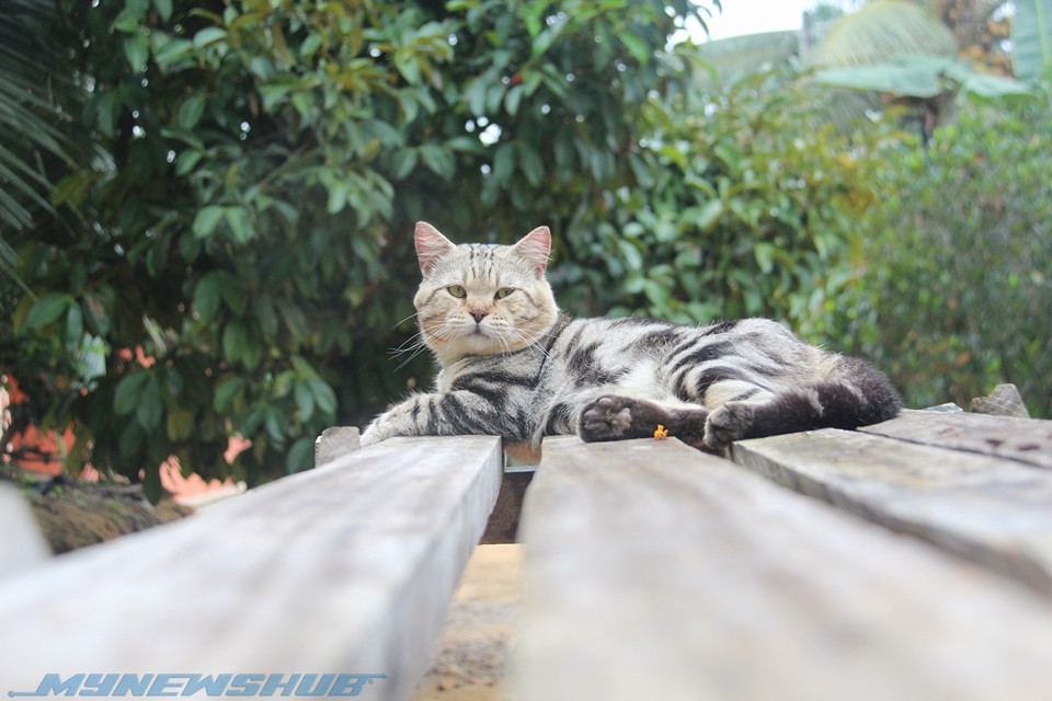 Memek Muka Selamba Jadikan Jep 'Selebriti' Kucing