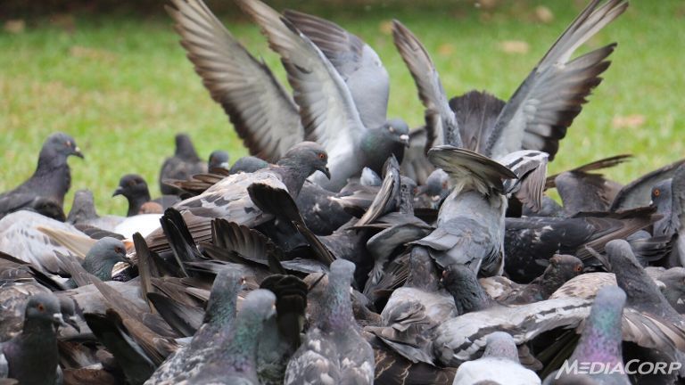 Singapura Uji Jagung Kimia Mandulkan Merpati Suka Berak