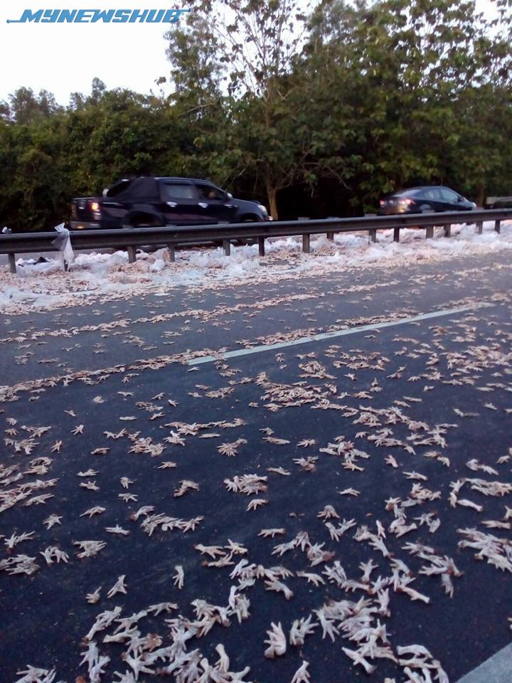 Viral Gara Gara Kaki Ayam 8 Kenderaan Kemalangan Mynewshub