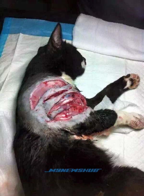 kucing 1
