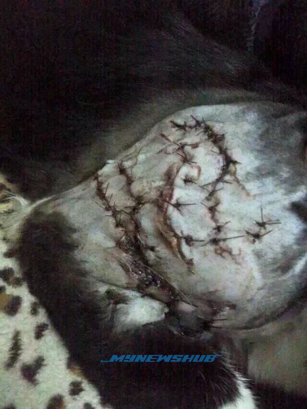 kucing 2