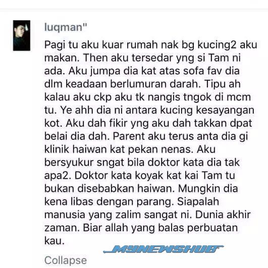 kucing 3