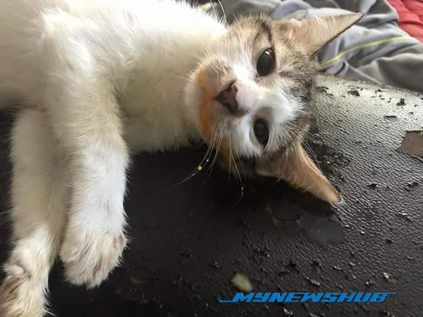 Kucing, Superhero Yang Selamatkan Nyawa Tuan - MYNEWSHUB