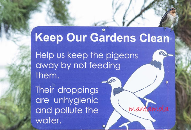 pigeon3