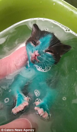 Individu Kejam, Warna Si Comel Dengan Pen Dakwat Kekal