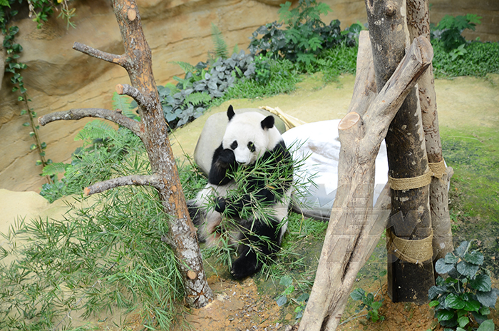 pertandingan namakan anak panda