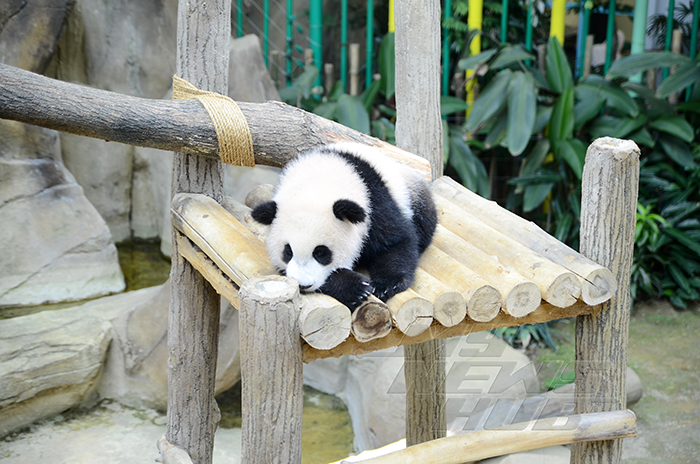 pertandingan namakan anak panda