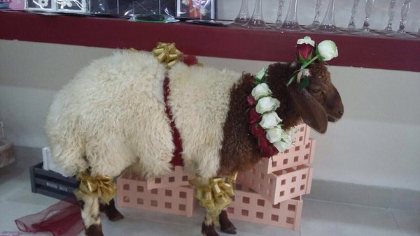 kambing1