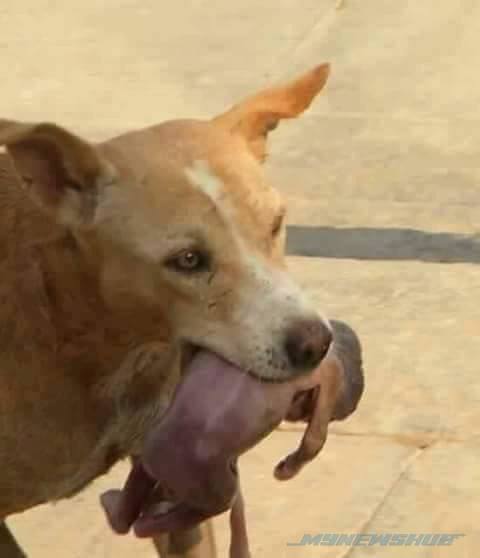 Wajah Terkini Bayi Diselamatkan Anjing?