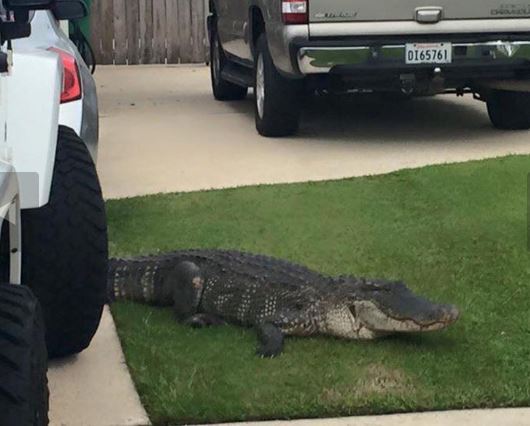 Buaya Sesat 'Ketuk' Pintu Rumah Bikin Cemas