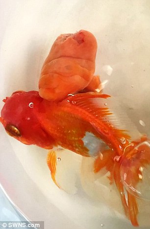 Habiskan RM1,200 Bedah Ikan Emas Hidap Ketumbuhan