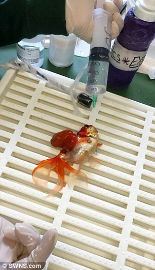 Habiskan RM1,200 Bedah Ikan Emas Hidap Ketumbuhan