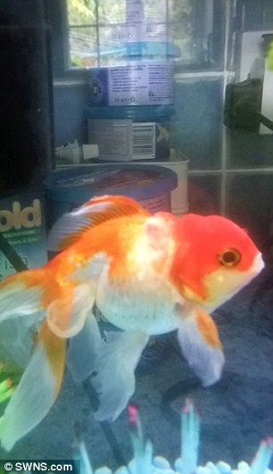 Habiskan RM1,200 Bedah Ikan Emas Hidap Ketumbuhan