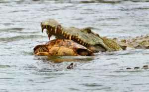 98854266_tortoise-Crocodile2-large_trans++bGGFpKb0ZSkVWHuPGASy6k1zzbHvcWkybUg6pajp_lI