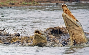 98854267_tortoise-crocodile-large_trans++bGGFpKb0ZSkVWHuPGASy6g4knLjPM_M0R3xiLV8rua4
