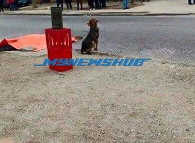 anjing 3