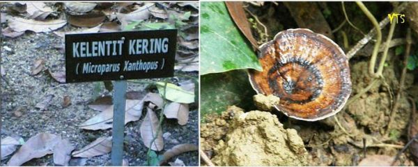  Inilah jenis tumbuhan yang menggunakan nama Kelentit Kering.