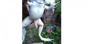 kodok
