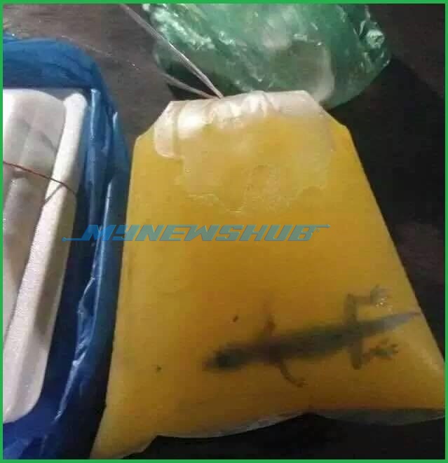 Jijik Bangkai Cicak Ditemui Dalam Air Minuman