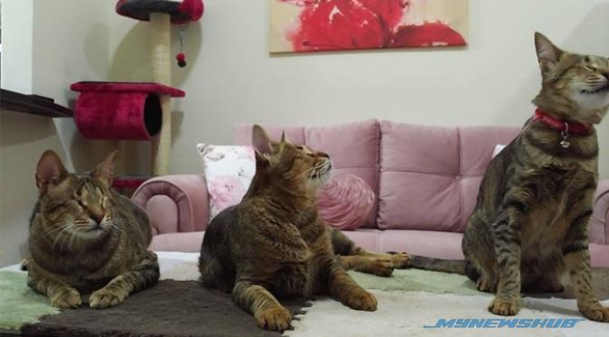 Kisah Wanita Berhati Mulia, Menjaga 3 Kucing Buta