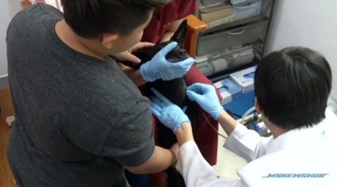 Pertama Di Dunia, Taiwan Buka Pusat Derma Darah Untuk Anjing