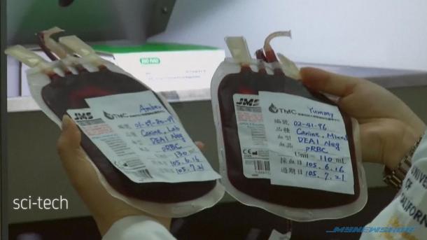 Pertama Di Dunia, Taiwan Buka Pusat Derma Darah Untuk Anjing