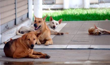 Aduan Mengenai Anjing Liar Di Selangor Meningkat Aduan Mengenai Anjing Liar Di Selangor Meningkat