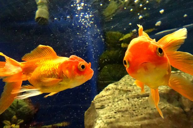 Switzerland Haramkan Pelihara Seekor Ikan Emas