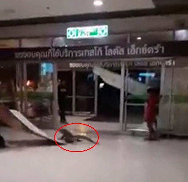 Biawak Sesat 'Serang' Pasar Raya Bikin Pengunjung Panik