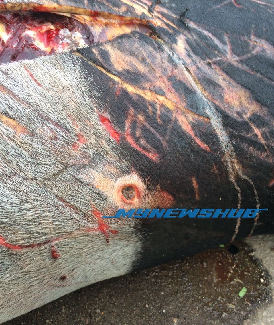 Seekor Tapir Malaya Mati Dilanggar Di Pahang