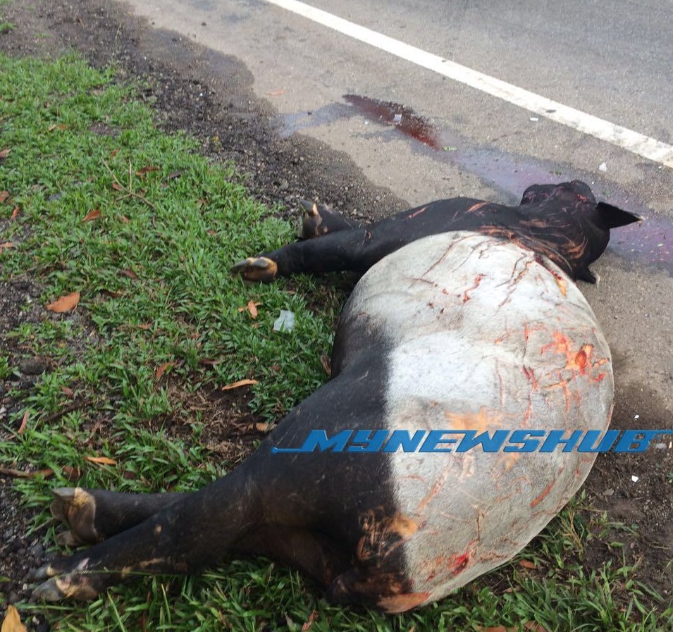 Seekor Tapir Malaya Mati Dilanggar Di Pahang