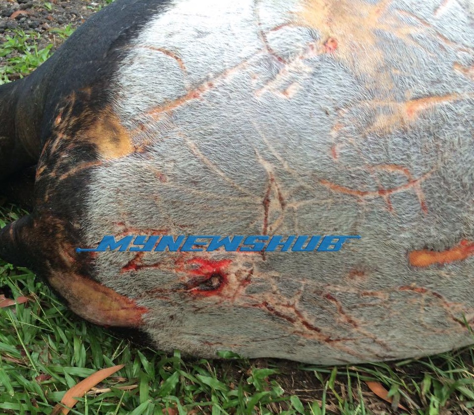Seekor Tapir Malaya Mati Dilanggar Di Pahang