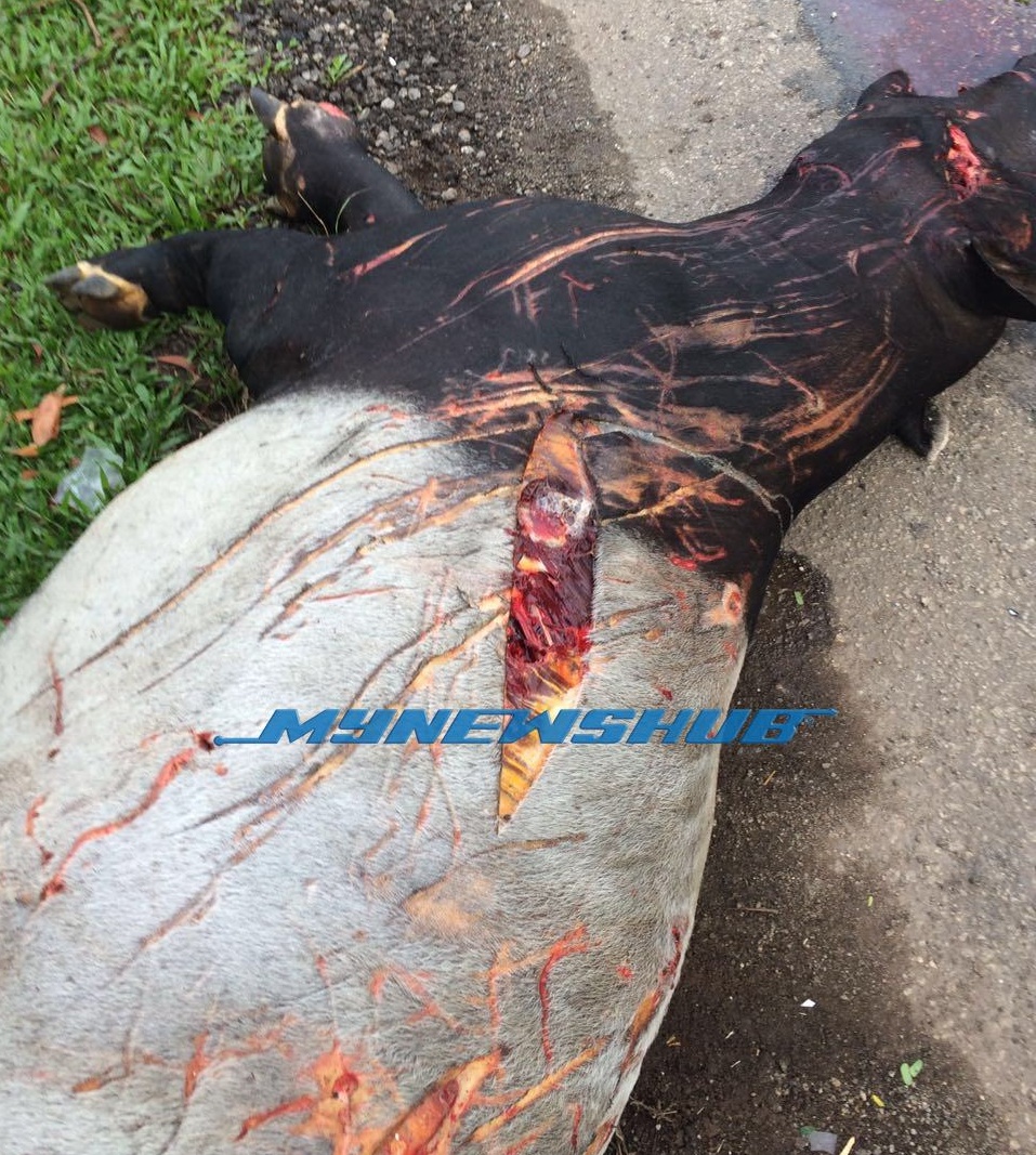 Seekor Tapir Malaya Mati Dilanggar Di Pahang
