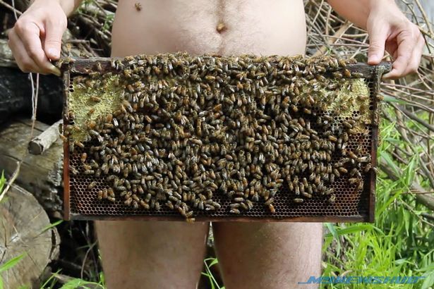 Lelaki Telanjang Bulat, Takluk Ribuan Lebah