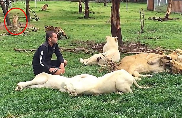 Pak Belang 'Lindung' Penjaga Zoo Diterkam Harimau Bintang