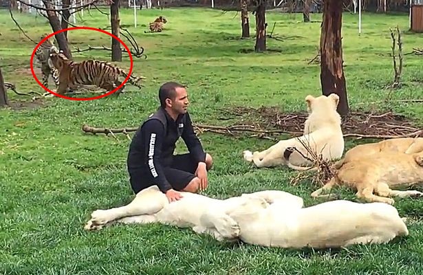 Pak Belang 'Lindung' Penjaga Zoo Diterkam Harimau Bintang