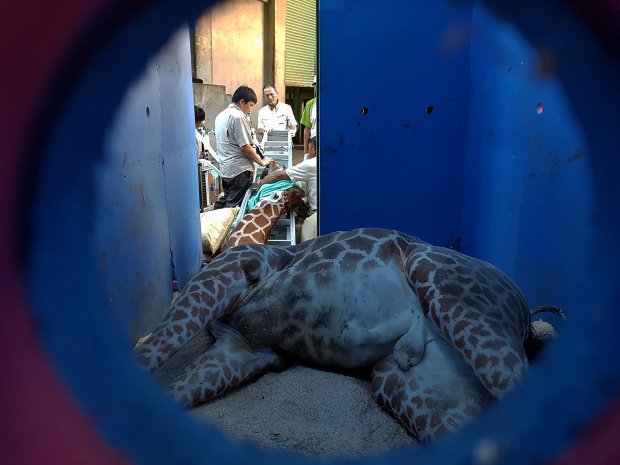 Hsiao Chiu, Si Zirafah Mati Saat Panik Cuba Dipindahkan