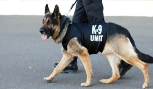 Unit K9 Digunakan Bagi Mengesan Mangsa Hilang Mynewshub