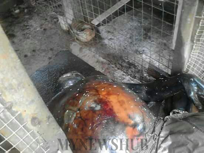 Tak Sedar Mayat Suami Kembung Dalam Reban Ayam