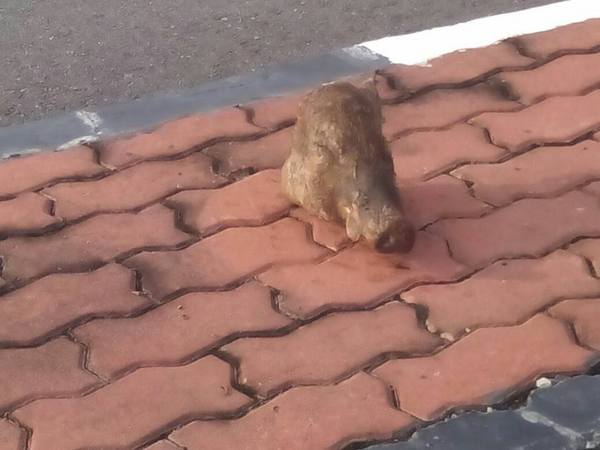 Nafi Kepala Khinzir Diletak Kerana Bantah Sekatan Jalan