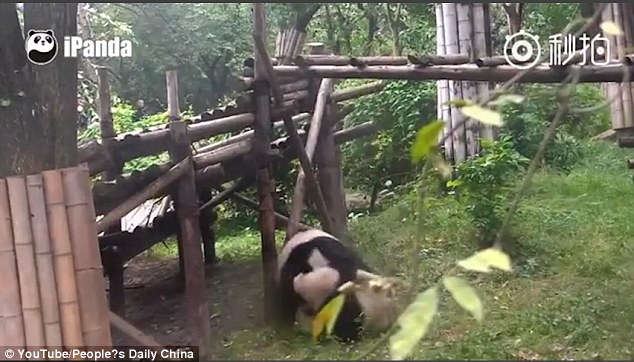 Panda Kembar 3 Buat Aksi Kung Fu Hibur Pengunjung