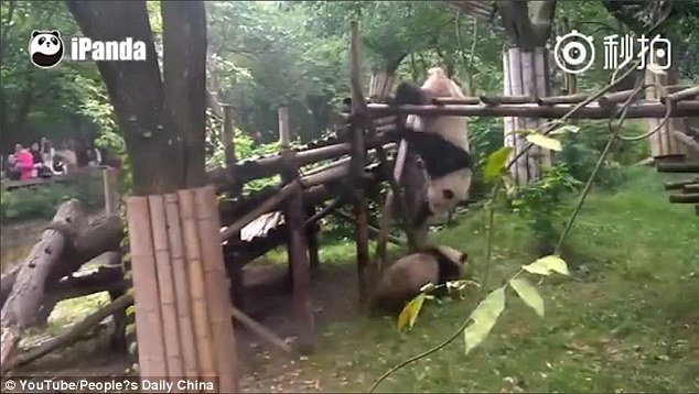 Panda Kembar 3 Buat Aksi Kung Fu Hibur Pengunjung