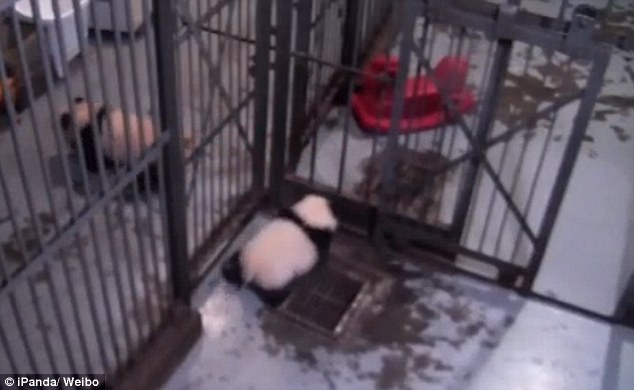 Gelagat Comel Anak Panda Loloskan Diri Dari Kandang 